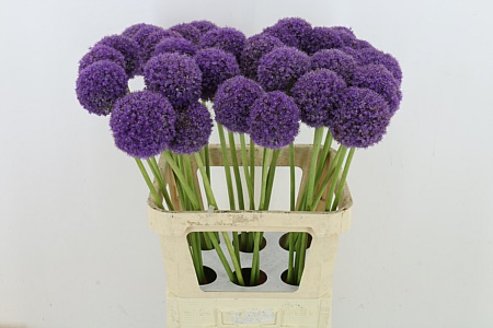 Allium Giganteum X L