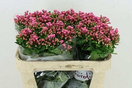 Bouvardia Roy Roza Pink