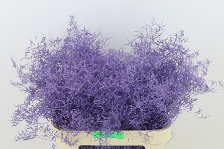 Gef. # Kalk Limonium B Milka