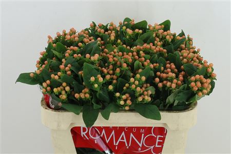 Hypericum Mellow Romance