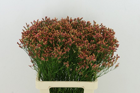 Limonium Sin Max Diamond Orange