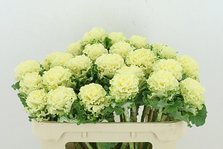 Brassica Crane Ru White