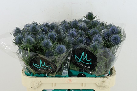 Eryngium Magnetar Questar