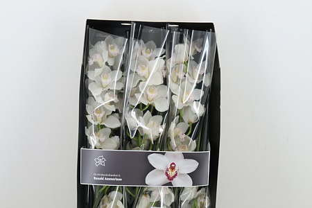 Cymbidium T Muscle White