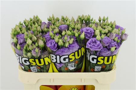 Eustoma G Big Sun Corelli Lavendel X X L