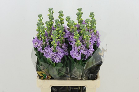 Matthiola Iron Lavendel