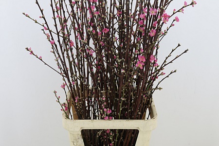 Prunus Rosa X L