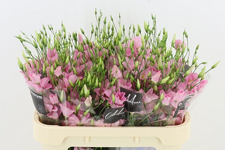 Eustoma E Botanic Pink Eustoma E Botanic Pink
